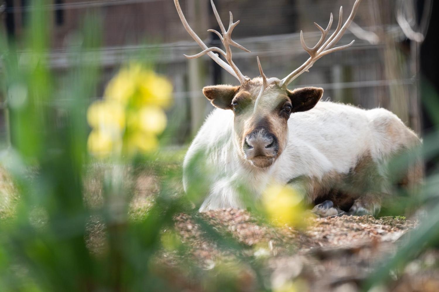 hoofit-reindeer-corral-columbus-zoo-and-aquarium